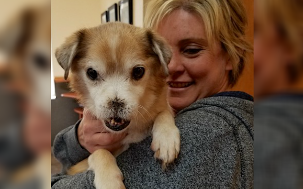 Meet Sniffles, A Senior Pup With No Nose Trying To Find A Forever Home
