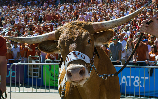 A Giant Bull Nearly Murdered A Dog On Live TV At A US College Football Game