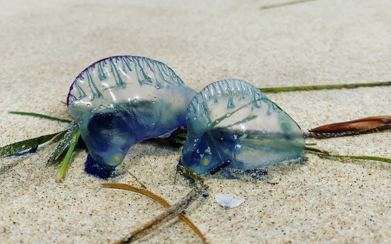 Jellyfish Apocalypse Hits QLD With More Than 20K Bluebottle Stings Since Dec