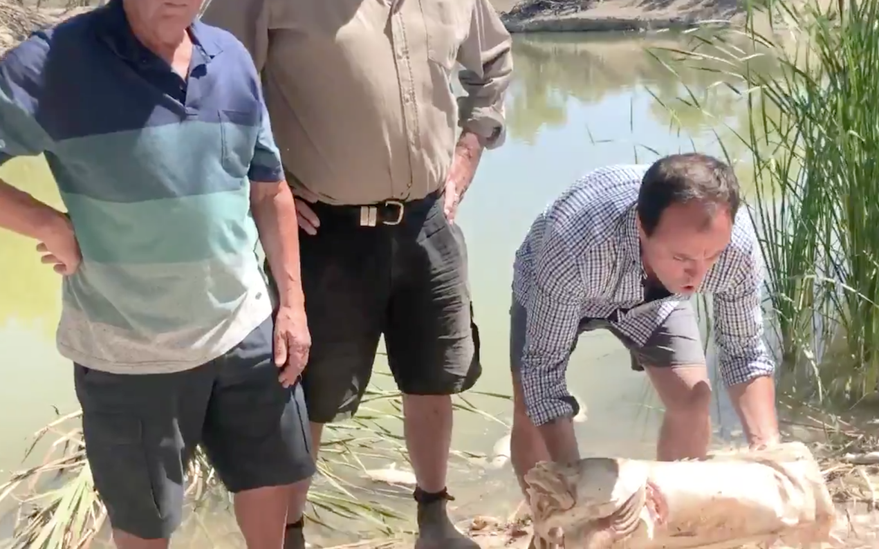 And Here’s NSW MP Jeremy Buckingham Chundering After Cradling A Rotten Fish