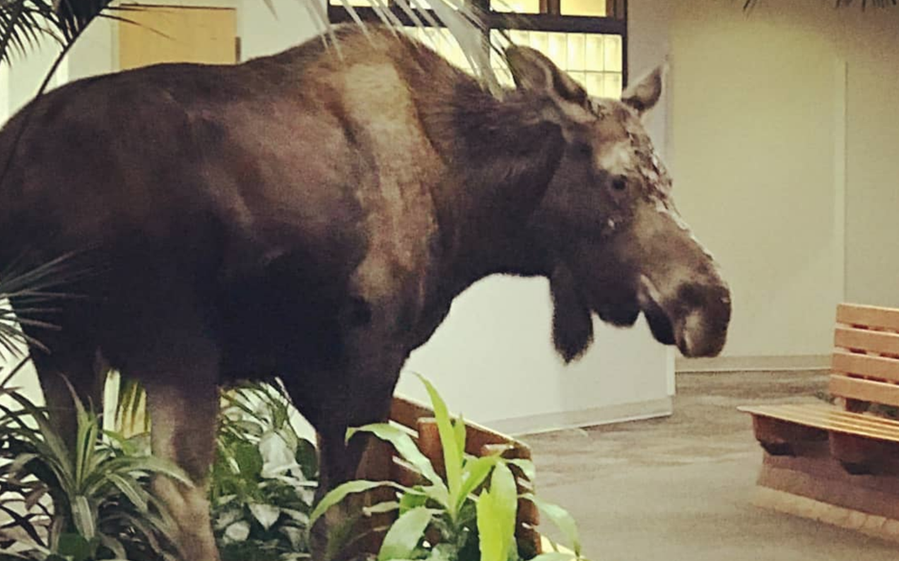 A Big Ol’ Moose Found Its Way Into A Hospital Foyer In Alaska, Which Is Fine