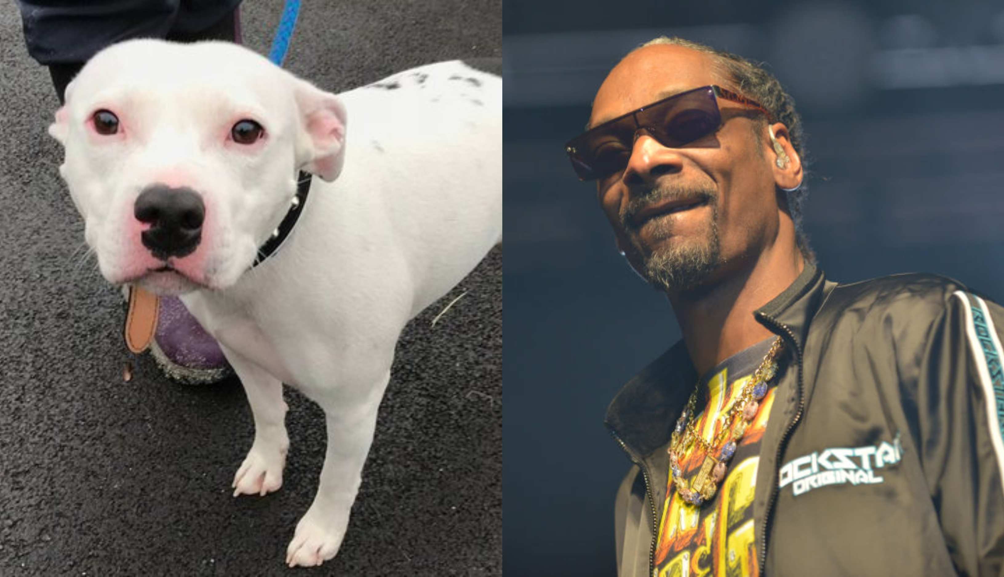 Snoop Dogg Offers To Adopt Rescue Dog, Also Named Snoop