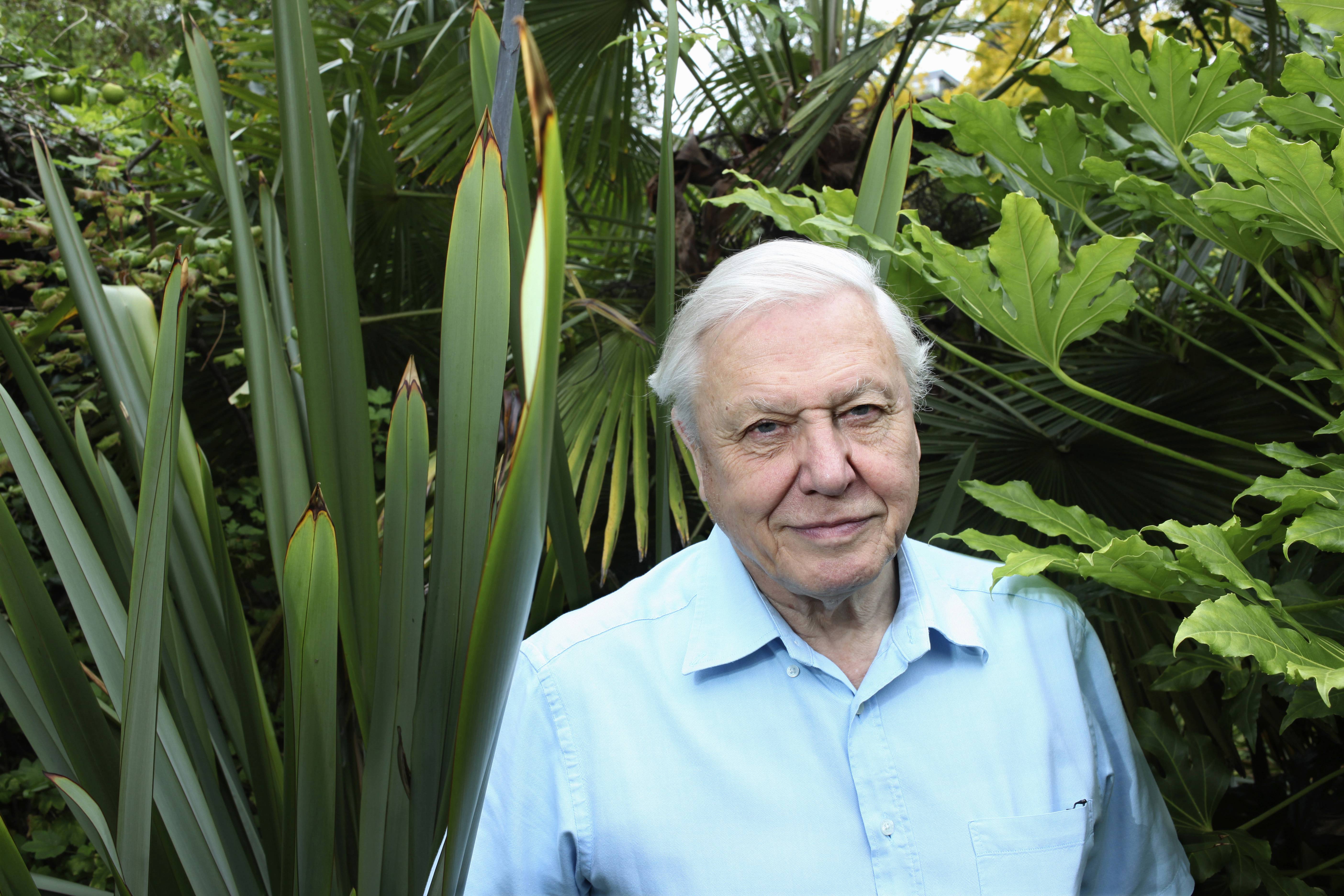 David Attenborough’s Soothing Voice To Hug Us All Via A New BBC Doco Series