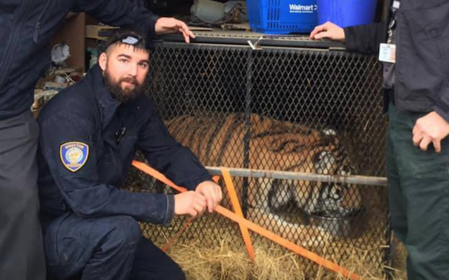 Very High Houston Resident Surprised To Find Live Tiger In Abandoned House