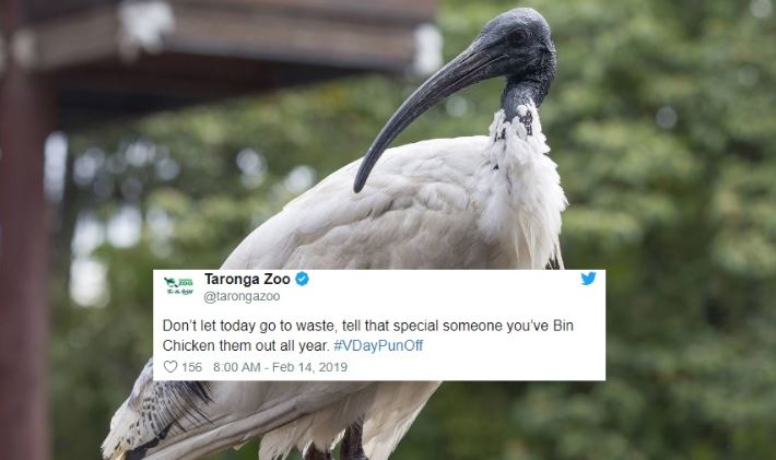 A Bunch Of Zoos Across Australia Are Having A Valentine’s Day Pun-Off