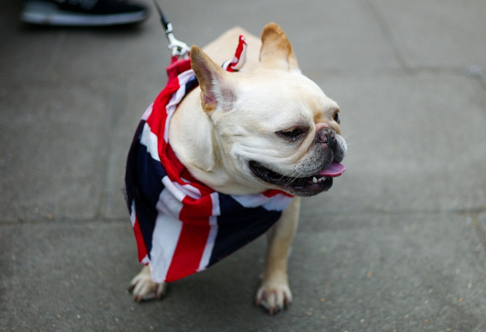 A Million People And This Dog Turned Up To London’s Massive Brexit Protest