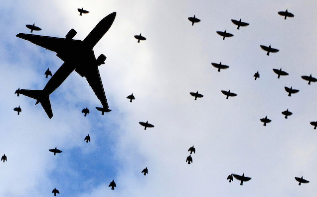 Australian Planes Ran Into A Whopping 16,626 Birds Between 2008 And 2017