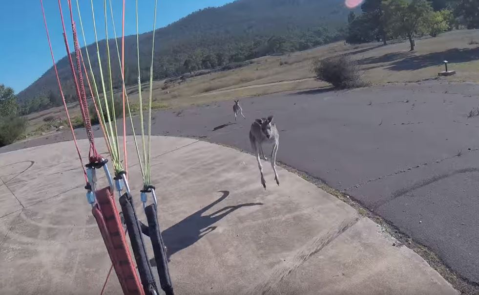 Paraglider Returns To Ground, Is Immediately Attacked By A Pair Of Kangaroos