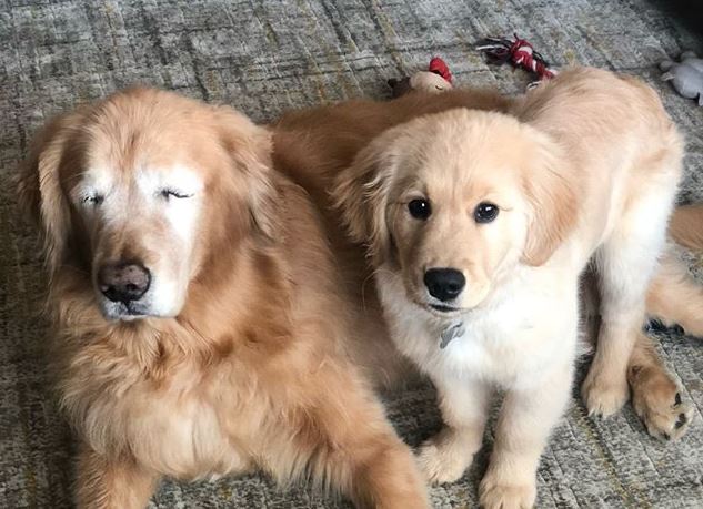 This Golden Retriever & His ‘Seeing Eye’ Dog Are Making People Real Emotional