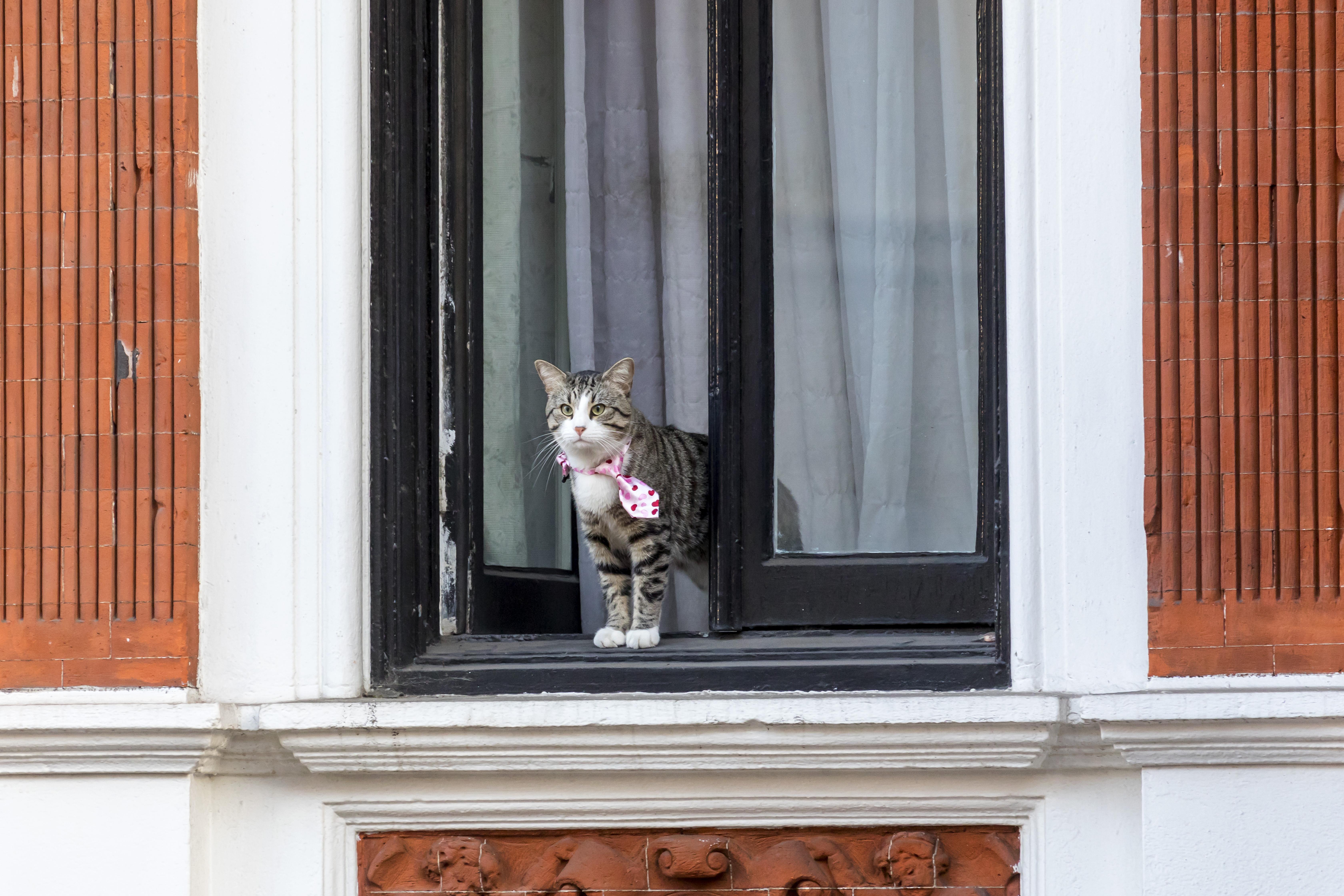 WikiLeaks Confirm Julian Assange’s Cat Is Safe, In Case You Were Wondering 