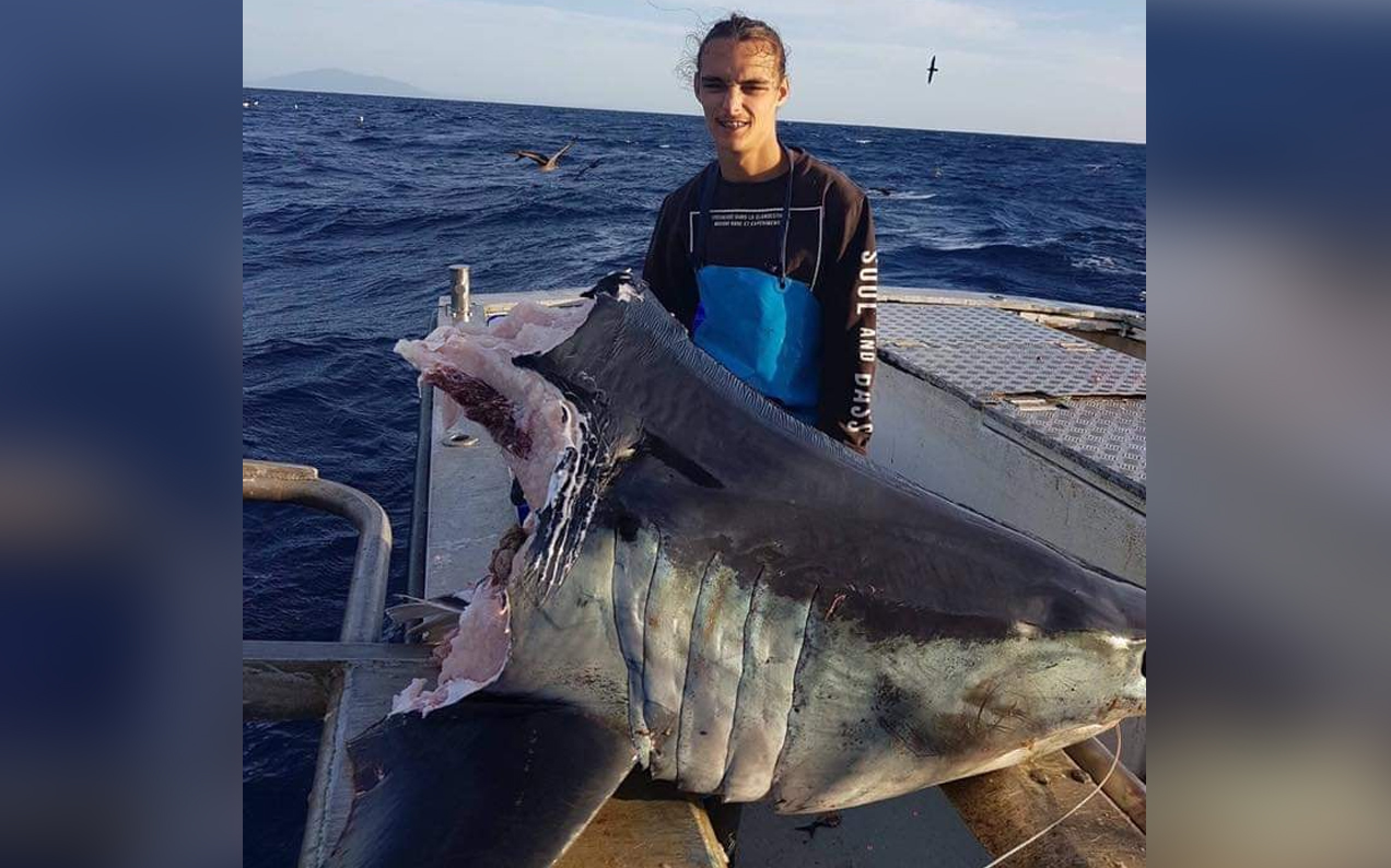 Something Big & Hungry On The NSW South Coast Chomped This Mako Clean In Half