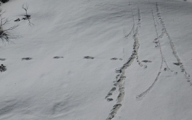 The Indian Army Is Claiming To Have Found Some Genuine Yeti Footprints