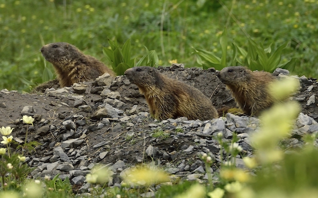 Mongolian Couple Dies Of Bubonic Plague After Eating Raw Marmot Meat