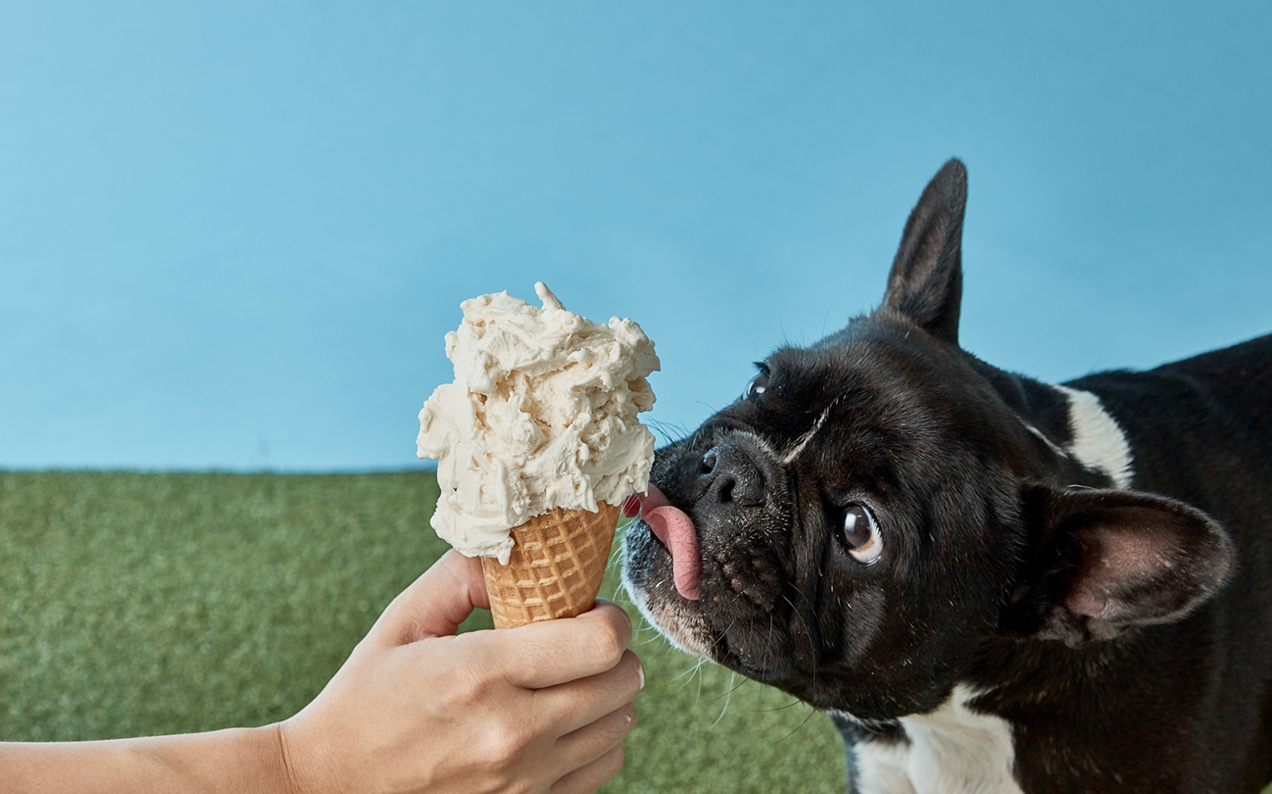 A New Gelato Flav You Can Share With Yr Pup Will Hit Stores Tomorrow