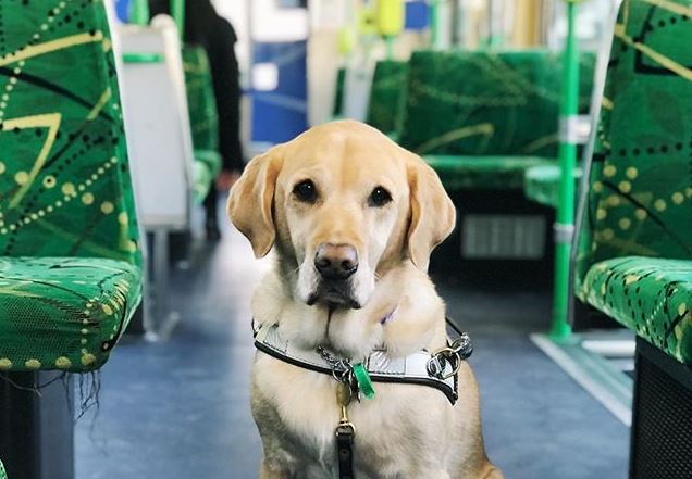 Guide Dogs Will Hop On A Melbourne Tram Next Week