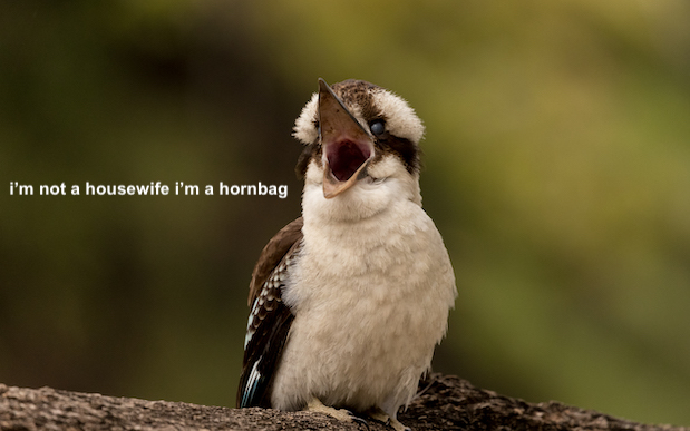 Hornbag Kookaburras Knock Out Power In WA After Fucking To Death On Power Lines