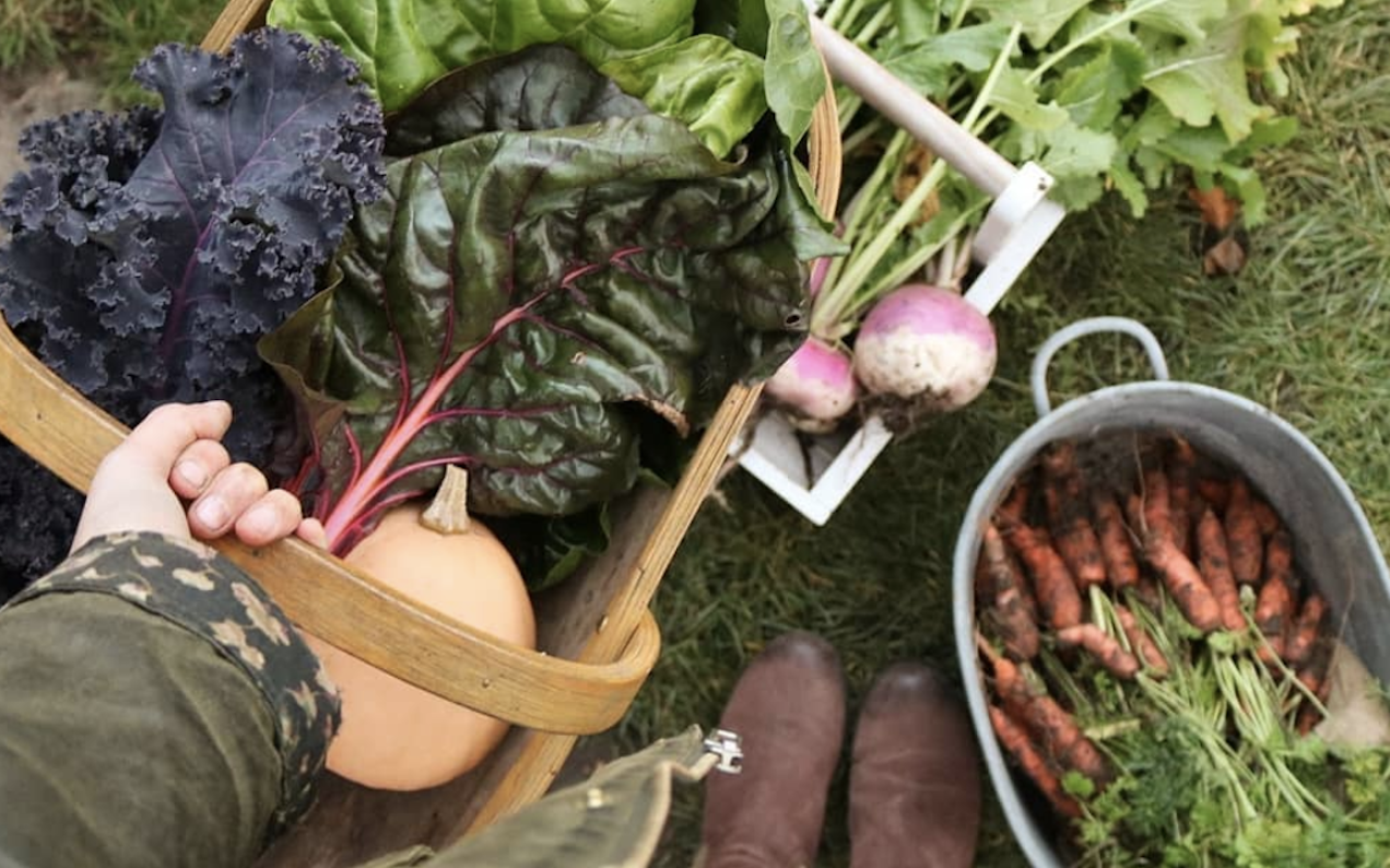 How To Start Your Own Veggie Garden & Not Kill Everything Instantly