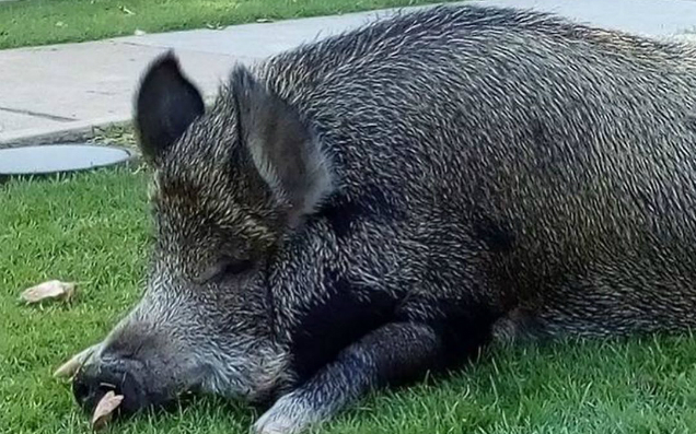 A Giant Pig Named Grunt Is Facing A $806 Fine For The Crime Of Walking In VIC