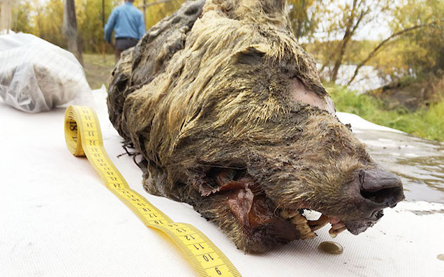 A 40,000-Year-Old Wolf’s Head Was Found Almost Perfectly Preserved In Siberia