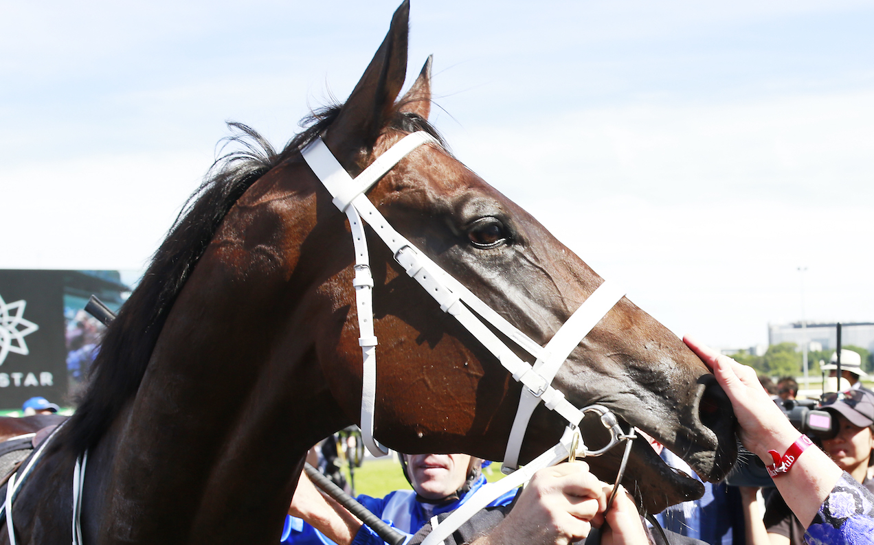 Winx’s Brother Killed For Meat Despite Export As A Thoroughbred, Report Says