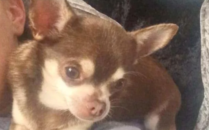 It’s Feared A Leg Bone Found On A Roof May Belong To Gizmo, The Dog Stolen By A Seagull