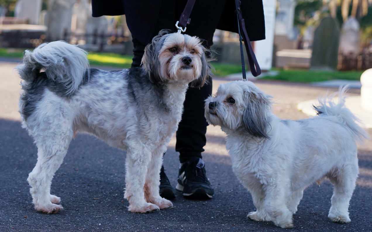 Two Hero Pups Saved Their Owner From A Would-Be Rapist In Melb Cemetery