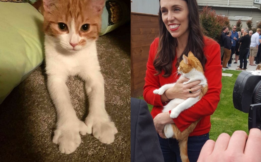 Man Who Killed Jacinda Ardern’s Cat Makes Full Confession & It’s The Most NZ Thing Ever