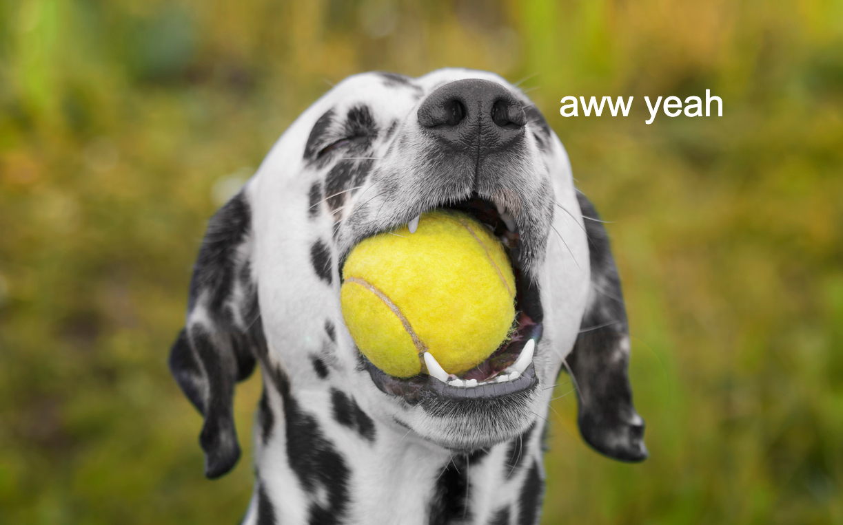 Tennis Ball-Inspired Treats Now Exist For Pups Who Eat Fkn Anything When You’re Not Looking