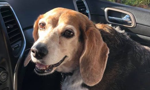 This Woman Made A Bucket List For Daisy The Dying Beagle And I’m CRYING