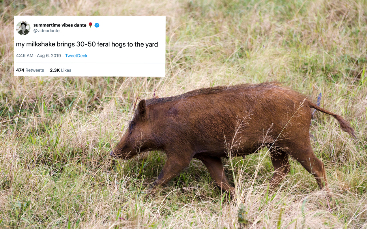 Okay, Why Has The Internet Completely Lost Its Damn Mind About ‘30-50 Feral Hogs’?