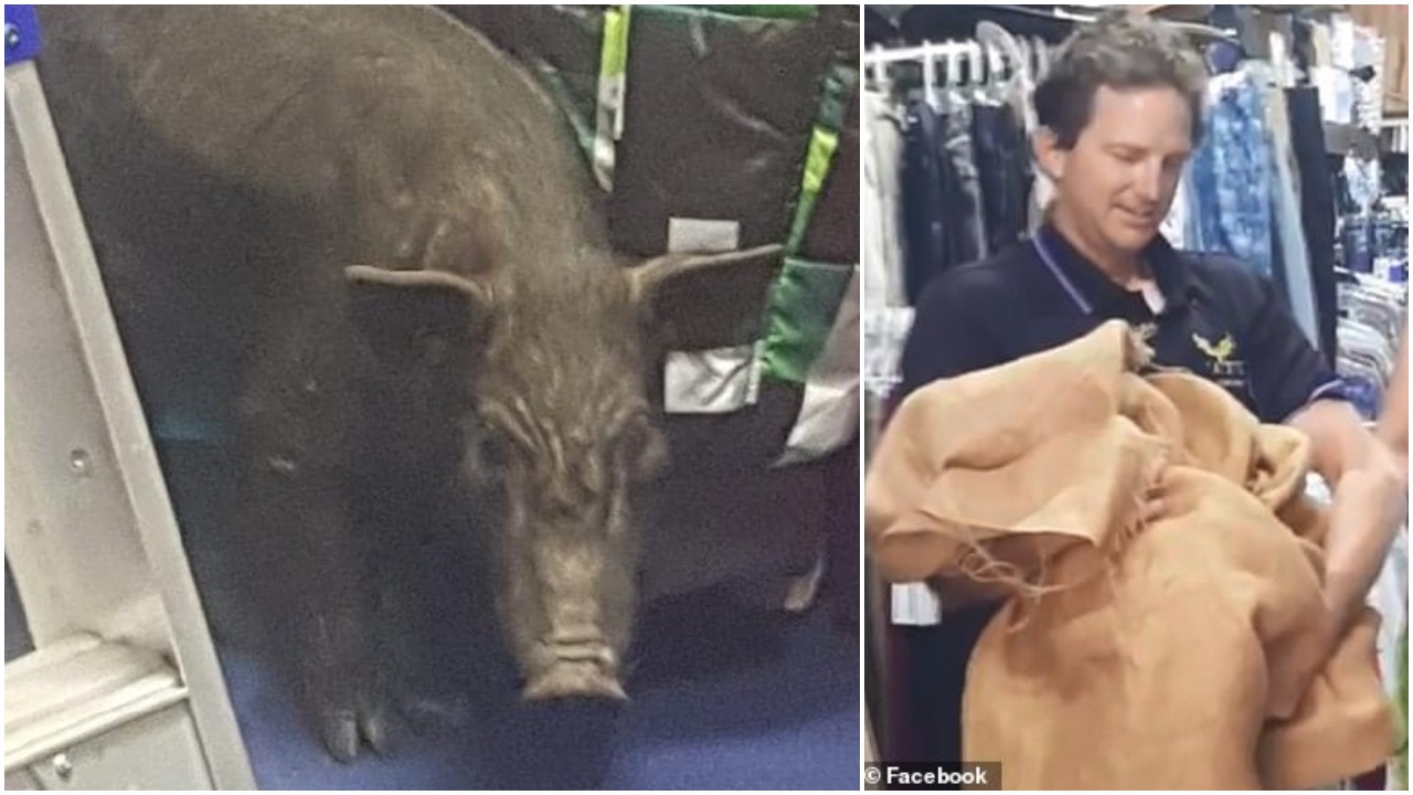 This Wild Boar Just Invaded A Menswear Store In Tully ‘Coz What Else Do Would It Be Doing?