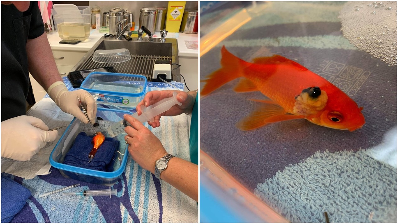 Pass The Tissues ‘Coz This Goldfish Named Arnold Just Had Surgery To Remove A Giant Tumour