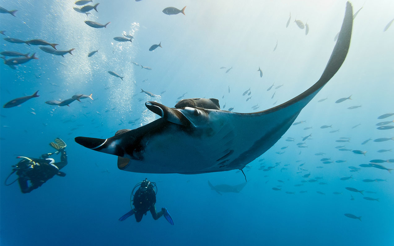 Turns Out We Knew Bugger All About QLDs Precious Endangered Manta Ray Population