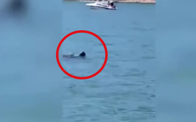 We Have Our Very Own Nessie And It’s Apparently Lurking In NSW’s Hawkesbury River