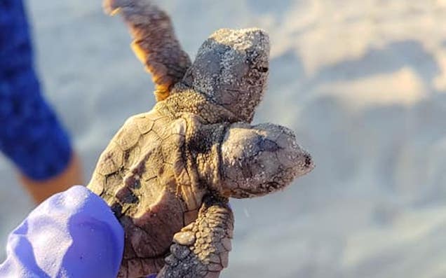 Check Out The Noggins On This Adorably Polycephalic Turtle Hatchling