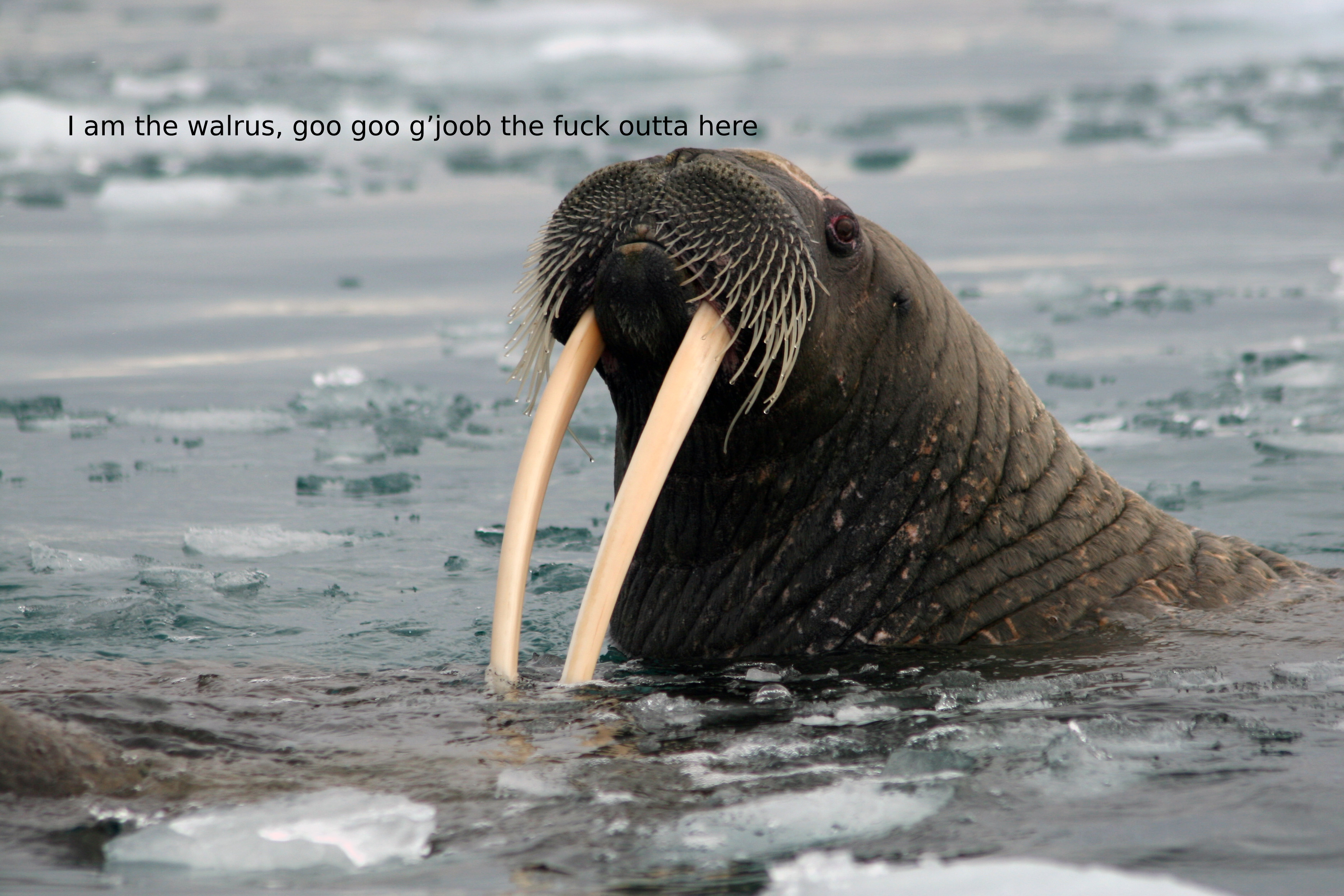 Protective Mother Walrus Sinks Russian Navy Vessel In Ultimate Girl Power Move