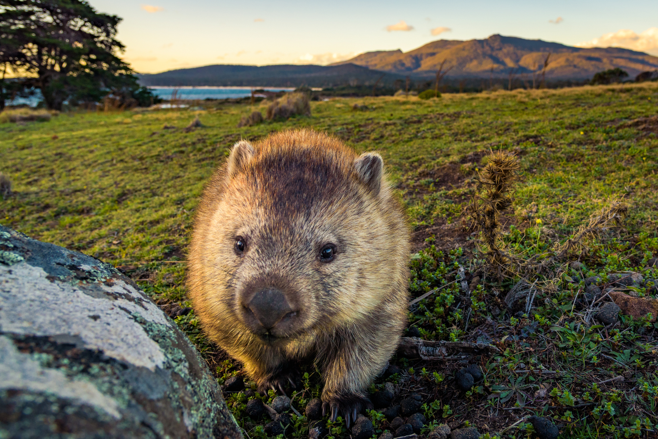 I Shit You Not, Aussie Scientists Just Won A Nobel Prize For Research On Cubed Wombat Poo