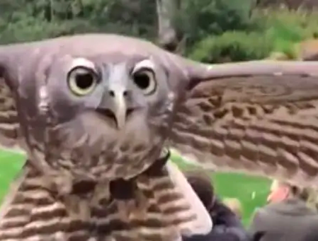 Man Films His Own Downfall In Slow-Mo As Owl Attacks His Head At Healesville Sanctuary