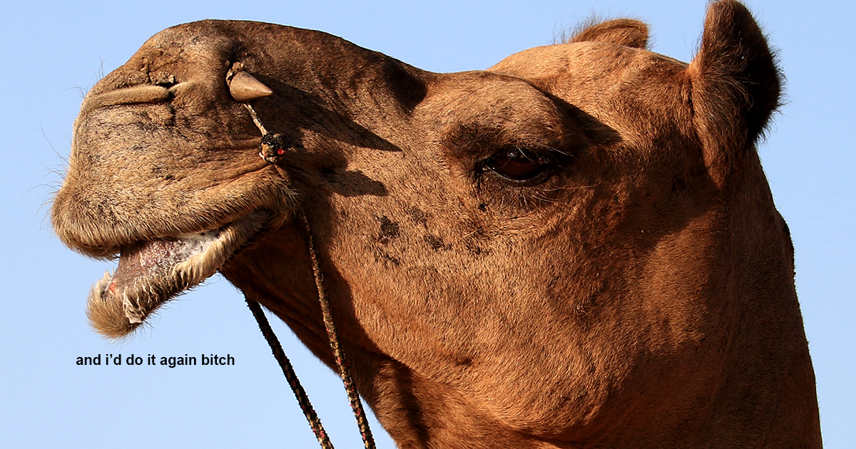 In Completely Normal News, A Woman Has Bitten A Camel’s Testicles After He Sat On Her