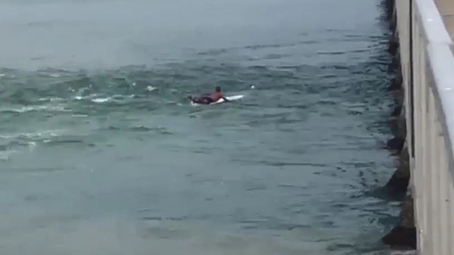 Gold Coast Lifeguard Saves Drowning Doggo Caught In A Rip 50 Metres From Shore