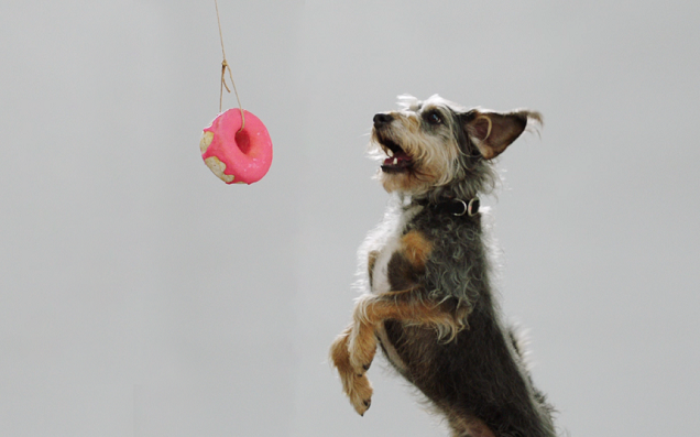 This Business Sells Donuts For Dogs, Finally Ending Interspecies Food Injustice