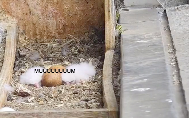 Everyone Shut The Fuck Up, The Melbourne Peregrine Falcons Are Starting To Hatch