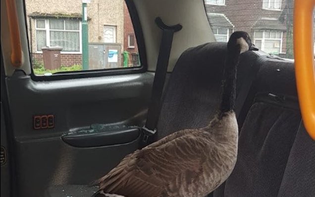 A Very Naughty Goose Somehow Smashed Its Way Into The Back Of A Taxi In The UK