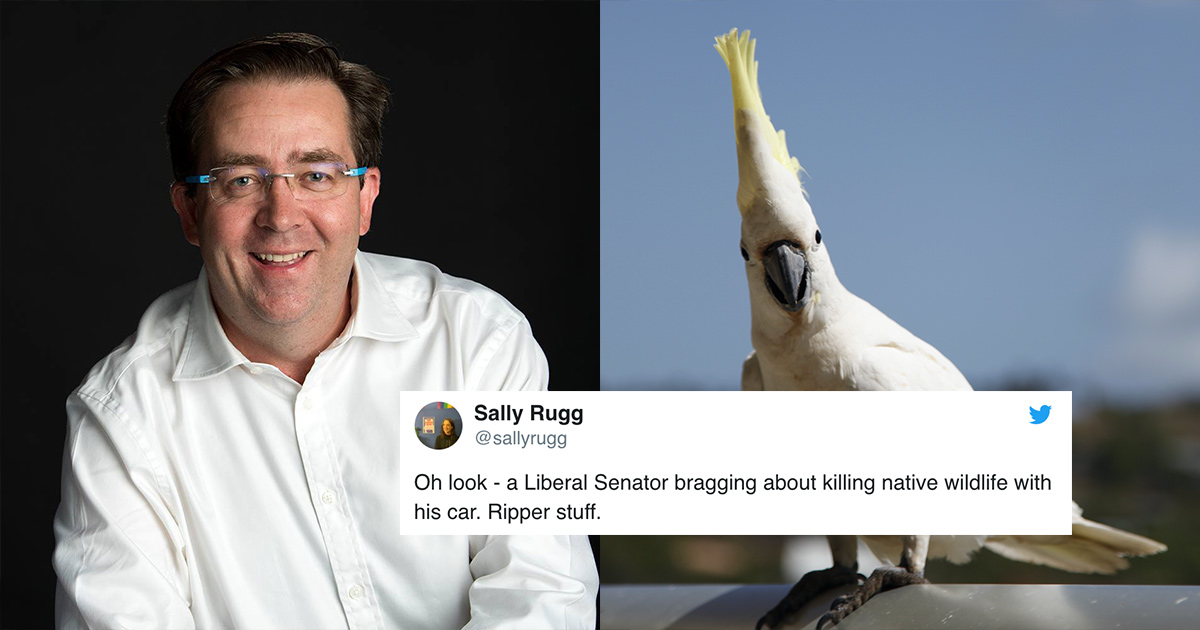 Senator Brags About Killing Flock Of Cockatoos, Gets Justifiably Roasted Online