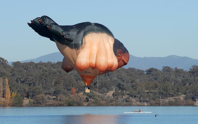 Australia’s Favourite Flying Big-Titty Whale Is Coming Back To Canberra & Bringing A Family