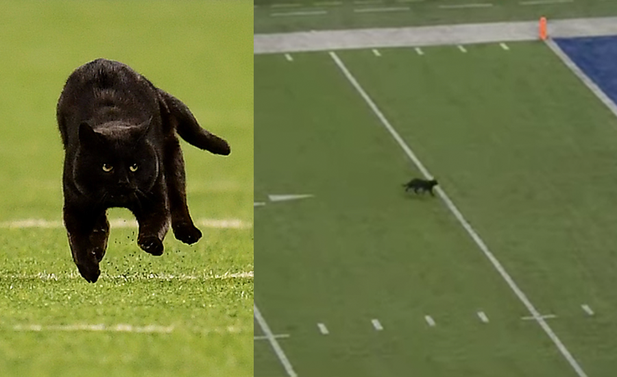NFL Game Halted For 2 Minutes Thanks To Surprise On-Field Appearance By A Random Cat