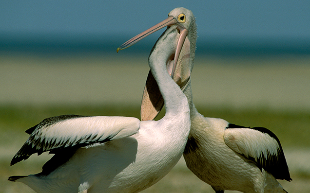 Thank You For Denying The Ghoulish Pelican The Title Of 2019 Bird Of The Year