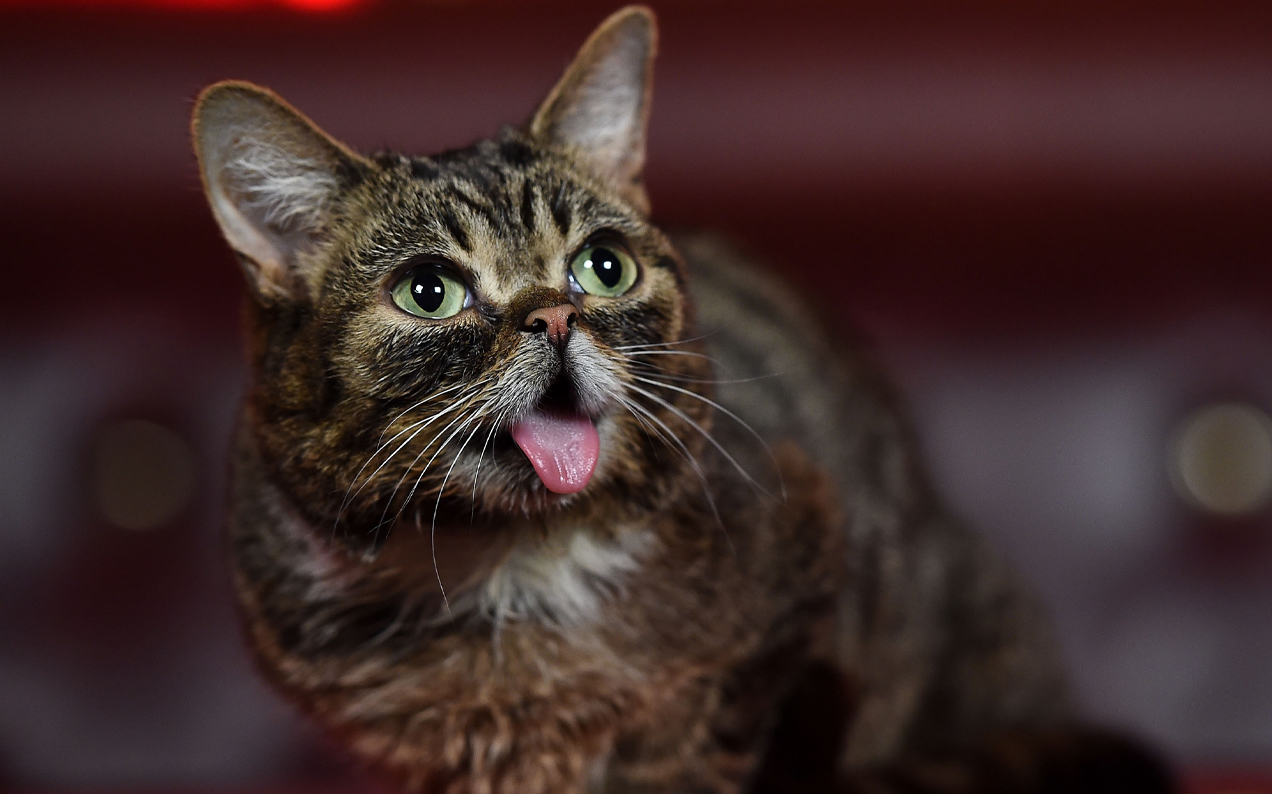 Lil BUB, The Borked Kitten Turned Instagram Star, Has Died At Age 8