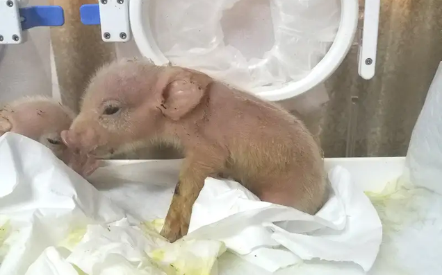 World’s First-Ever Pig-Monkey Hybrids Born In China