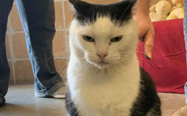 That Famously Shitty Cat Has Finally Been Adopted And We Wish The Owners Luck